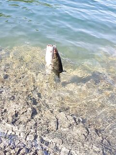 Канавью: болото и вэки