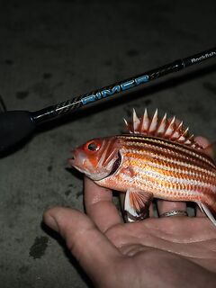 Первое знакомство с Кипром и бассом