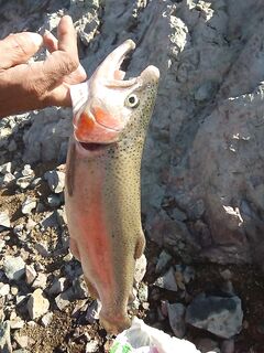 Форель на Канавью