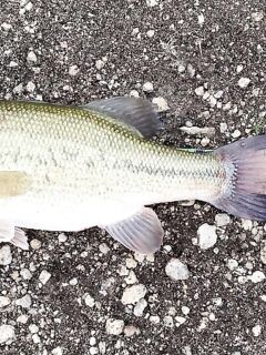 Самый крупный басс поездки