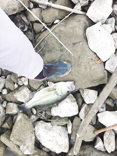 Limassol: ежедневная рыбалка и размер 47