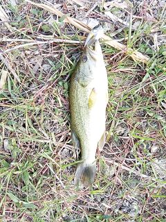 Кипр: вечер двадцати бассов