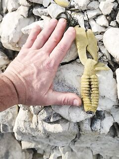 Кипр онлайн: нули, волны и мотыль от Ямамото