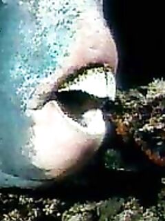 Про попугаев и крючки