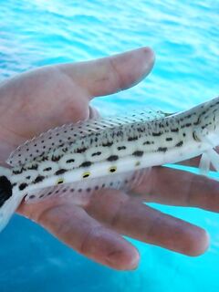 Красное море: перекушенные крючки и спинороги