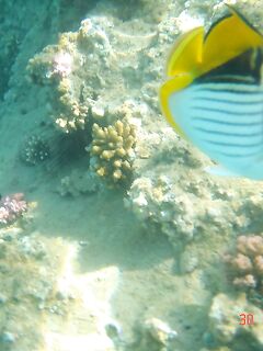 Красное море: троллинг без поклёвок