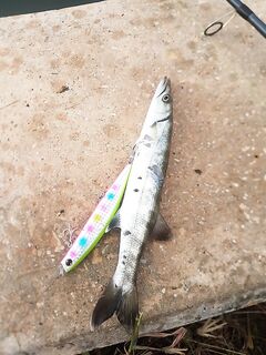 Первый утренний выход: мини-барра и разведка