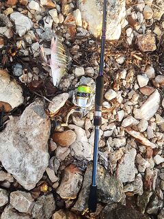 Утро у гольф-клуба: орбит и ведра рыбы