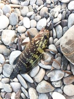 Кайо-Коко 2017: первые шаги