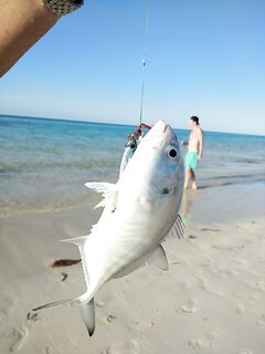 Барракуда и сарган с берега Варадеро