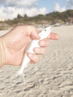 Без слов — Куба