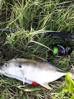 Ещё один красавец с Кубы