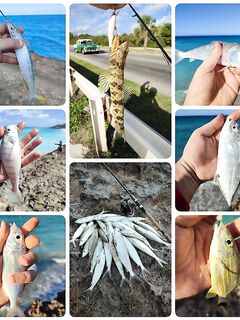 Куба, март: коллаж из мальков и ожидание эвакуации