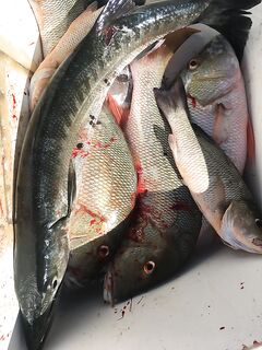 Молчаливая Куба