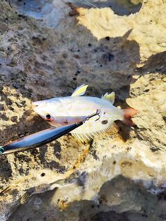 Советы по Кубе: воблеры, глубины и осторожность