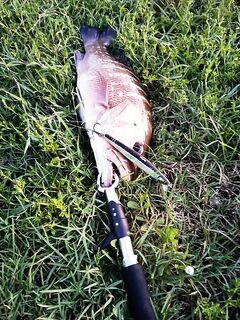 Барракуда и Frankenstein-спиннинг под ром и сигарету