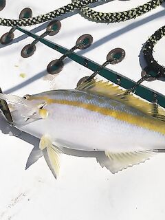 Куба: вечерние мысли о рыбе и напарниках