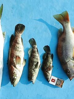 Лангкави: ночной клев в манграх