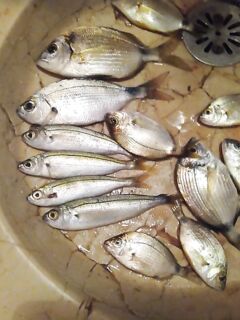 Ловля карасиков на Лазурном берегу вечером