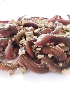 Антиб, нереис и береговая рыбалка