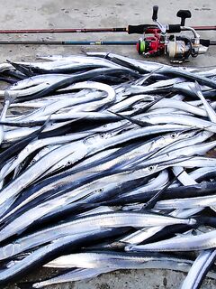 Черное море и искусственные приманки: наблюдения и советы