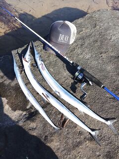 Средиземное море и сарган по семьдесят сантиметров