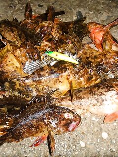 Скорпена на железо и силикон: первая встреча на причале