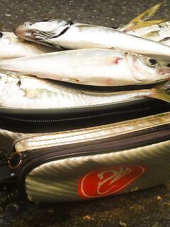 Железо против силикона: ставрида с берега и лодки на Чёрном море