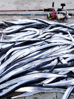 Поиск саргана и выбор веса приманки