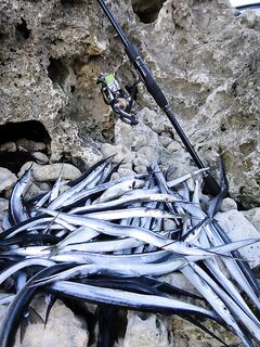 Сарган гоняет приманку, но не клюёт: что делать