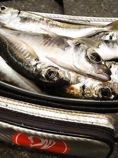 Самодур перед пилькером: размышления о плюсах и минусах