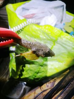 Жаркая неделя у моря и редкие поклёвки ставриды