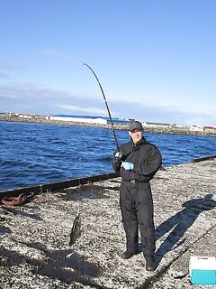 Ловля скумбрии у пирса в Исландии: косяки и гирлянды