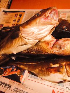 Прибрежная треска и саида у Рейкьявика