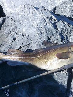 Трофейная треска у берега: 7 кг и борьба двадцать минут