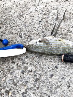 Барракуда с Майорки и утренний промах