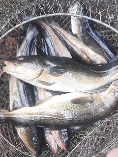 Беломорская дорога и ночёвка у Умбы