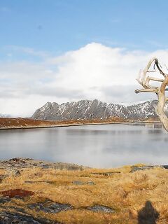 Фьордная ловля у Нордкапа и трофейная мольва в шхерах