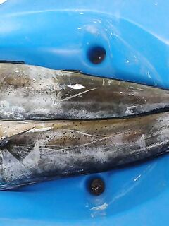 Дожди на Бали и кальмар пошёл к берегу