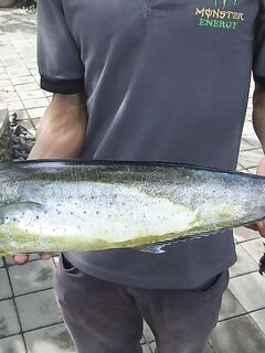 Махи-махи и местная прибрежная ловля в Ловине