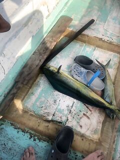 Четыре махи и сход туны у берега