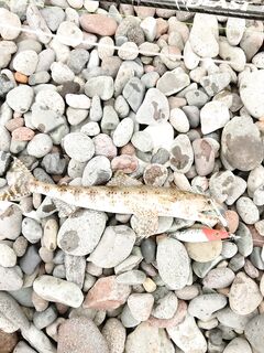 Вечерний сарган и фугу на побережье