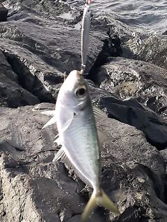 Береговая рыбалка в Шардже и немного удачи
