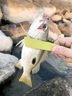 Рыбалка в Рас-Аль-Хайме на искусственном острове