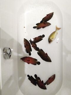 Короткая пометка по ОАЭ