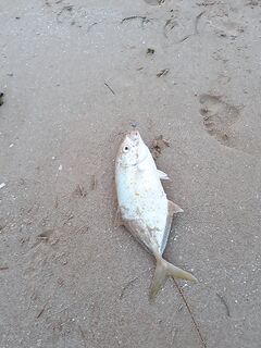 Рас-эль-Хайма, береговой спиннинг под конец сентября