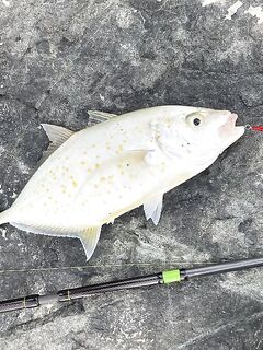 Вечерний мол: тревалли на вертушку Дубай Марина