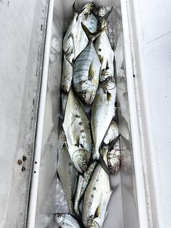 Дубай и Фуджейра первые шаги рыбалка с берега подскажите локации