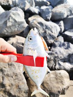 Не тревели, похоже сериола — местный вариант?