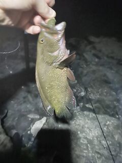 Фуджейра: левый мол у Radisson и первые хамуры